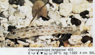 Ctenogobiops tangaroai